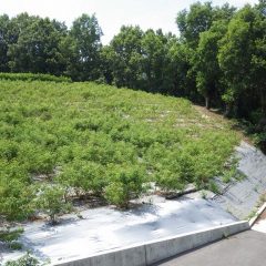 34℃の炎天下の中で除草作業が続けられています