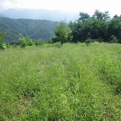 カモマイル・ジャーマン畑はまた雑草が蔓延ってしまいました