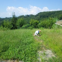 雑草だらけになってしまったスペアミント畑の除草作業