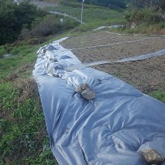 張り替えの終わった防草シート