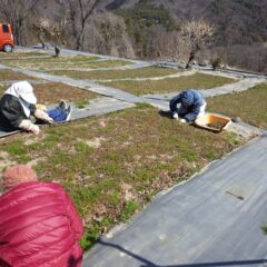 カモマイル・ジャーマン畑では除草作業中