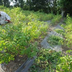 そして日が傾くまで除草作業が行われています