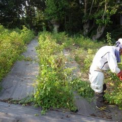 30℃を超える蒸し暑い中で黙々と続けられています