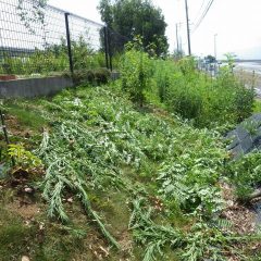 背の高さまで伸びた雑草は根も張って除草も一苦労