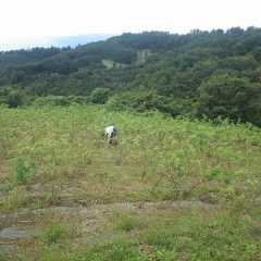 ローズ畑では除草作業が続いています