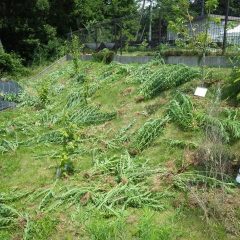 根を残すと直ぐにまた生えてくるので根っこから掘り取ります