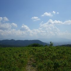 まだまだ夏空が広がる農場のローズ畑