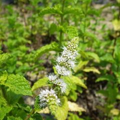 花が咲き始めています