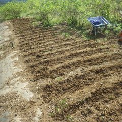 無事に最後の種蒔きが終わりました