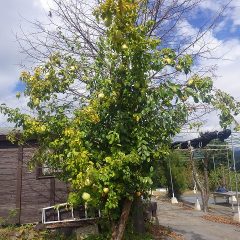 急に冬の様な寒さになった農場にあるカリンの実が色付いて来ました