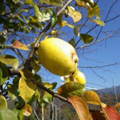 カリンの実も黄色く色付いています
