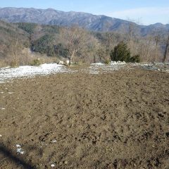 カモマイル・ジャーマン畑も雪は溶けました