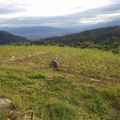 夕方になると気温がますます下がるなかで除草作業を続けています