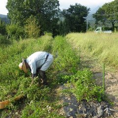 スペアミント畑の除草作業はここまで進みました