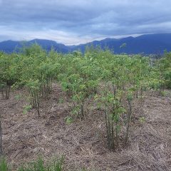 除草作業が終わって綺麗になったローズ畑
