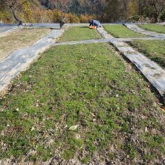 カモマイル・ジャーマン畑の除草作業が続いています
