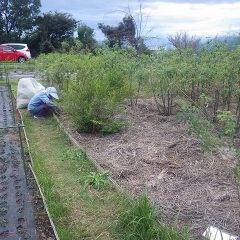 事務局前にあるローズ畑の除草作業は大詰めを迎えています