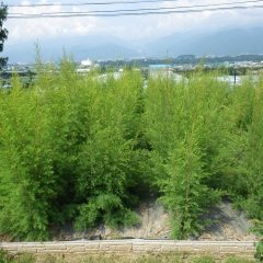 関東甲信地方も梅雨が明けて夏本番！　　ティートゥリーは背の高さまで伸びています