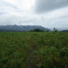 朝からの雨は昼過ぎに上がったものの畑には入れません