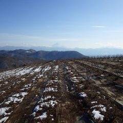 日陰になるローズ畑には少しだけ雪が残っています