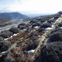 ラベンダー・スーパーとラベンダー・グロッソ畑も雪はほぼ溶けています