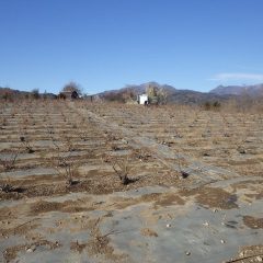 農場のローズ畑はほぼ雪が溶けました