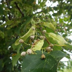 花が咲き終わったリンデンには実が出来ています