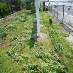 事務局の周りの除草は終了！　　明日からまた農場の除草作業に励みます