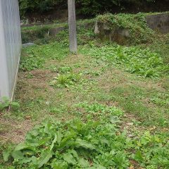 倉庫の裏も雑草が凄いので伸びない内に草刈り