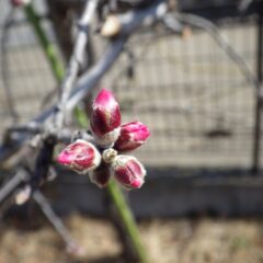 アーモンドの蕾が膨らんでピンク色の花弁がのぞいています