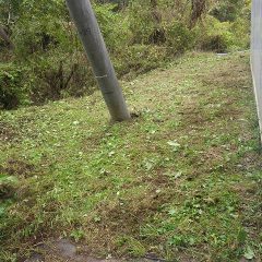 雨が強くなる前に草刈り終了