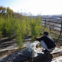 今年の蒸留作業も終盤になって来ました