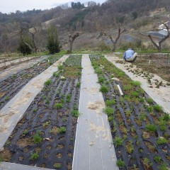 カモマイル・ジャーマン畑では除草作業中