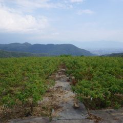 今日も農場は夏空が広がっています