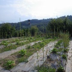 ブラックマロウの花も最後になりました