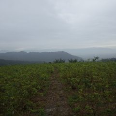 朝から霧雨の降る農場のローズ畑