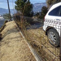 事務局駐車場のつるバラの剪定をしました