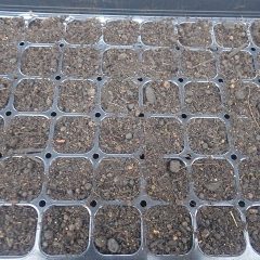 培養土と混ぜた種を均一に蒔いた連結ポット