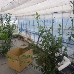 ビニールハウスの中で伸び放題になった柑橘類