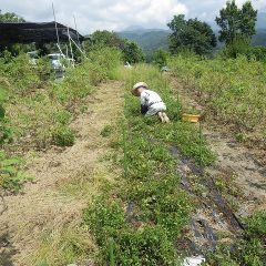 ペパーミント畑の除草作業中