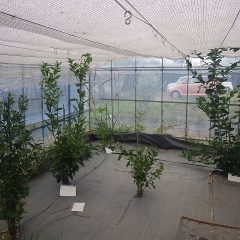 枝の剪定をしました