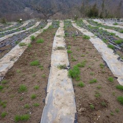 除草の終わった畑