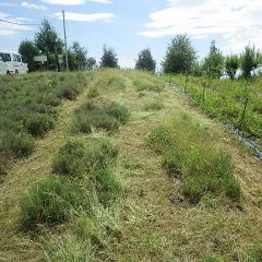 除草する前に通路の雑草を刈り取りました