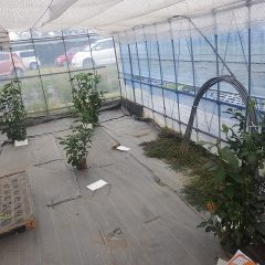 剪定が終わった柑橘類