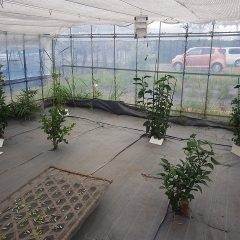 剪定が終わってスッキリ綺麗になったビニールハウス