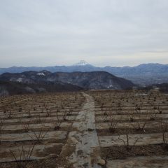 ローズ畑には朝から低く雲が垂れ込めています