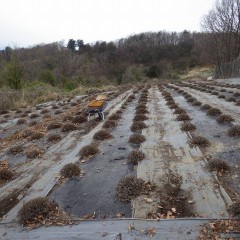 気持ちよく春を迎えてもらう為の作業です