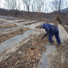 一株、一株点検して回ります