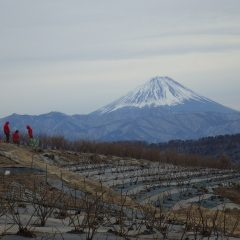 ローズの剪定作業も残すところあと僅かになりました