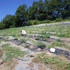 今日も真夏日の農場でラベンダー畑の除草作業